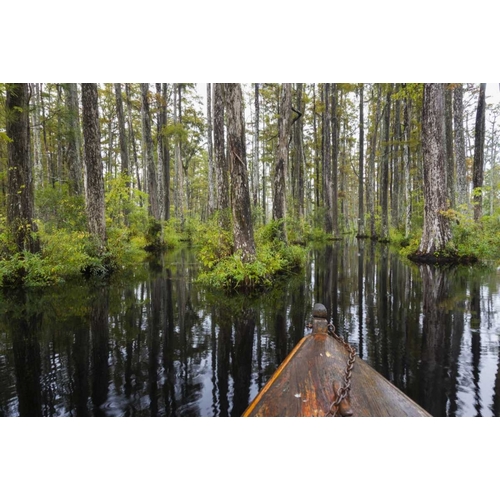 South Carolina Boat bow in cypress swamp